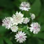 Astrantia major Buckland